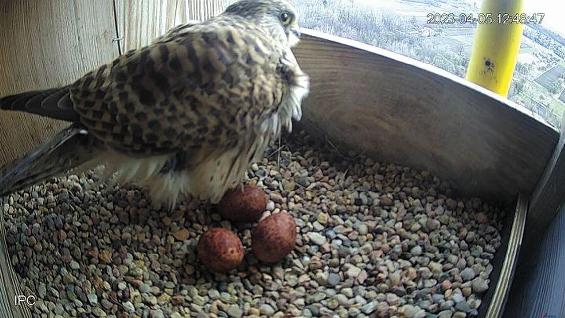 Ptasi podglądacze już zacierają ręce. Chełmskie pustułki oczekują młodych