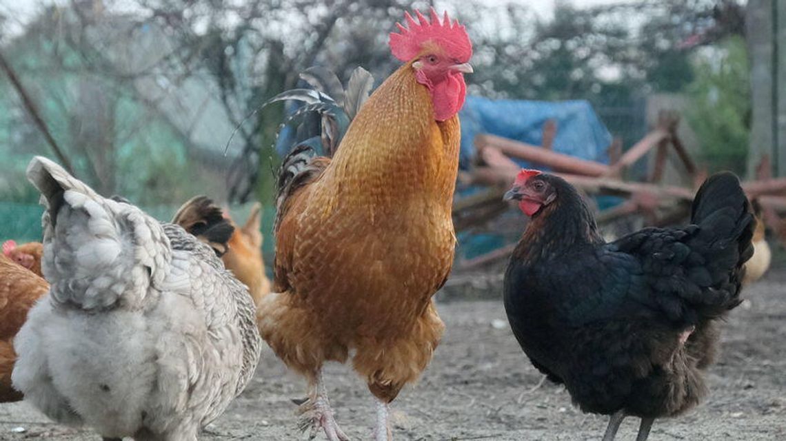 Ptasia grypa: Kury można już wypuścić z kurników Ptasia grypa: Kury można już wypuścić z kurników