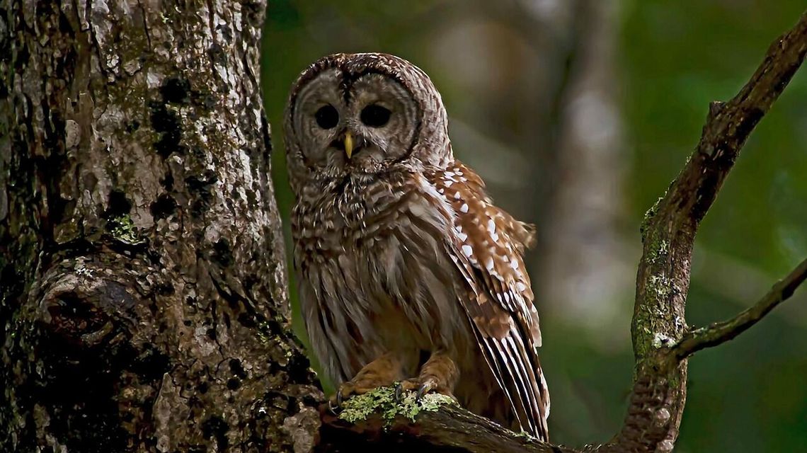 Ptasia grypa nie odpuszcza. Kolejne ognisko w województwie lubelskim Ptasia grypa nie odpuszcza. Kolejne ognisko w województwie lubelskim