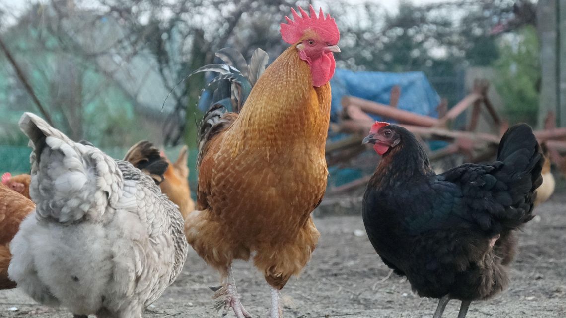 Ptasia grypa w województwie lubelskim. Rozpoczęło się gazowanie drobiu w trzech ogniskach tej choroby Ptasia grypa w województwie lubelskim. Rozpoczęło się gazowanie drobiu w trzech ogniskach tej choroby