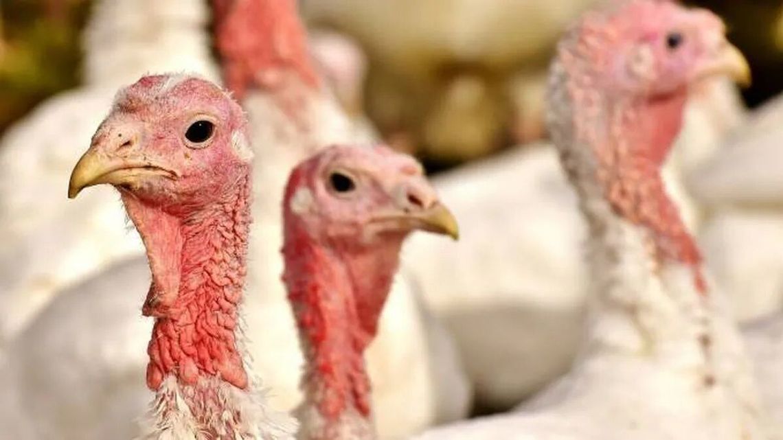 Ptasia grypa wykańcza indyki. Ogniska tylko w jednym powiecie 