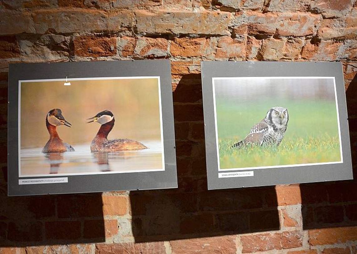 Ptasie łowy z aparatem