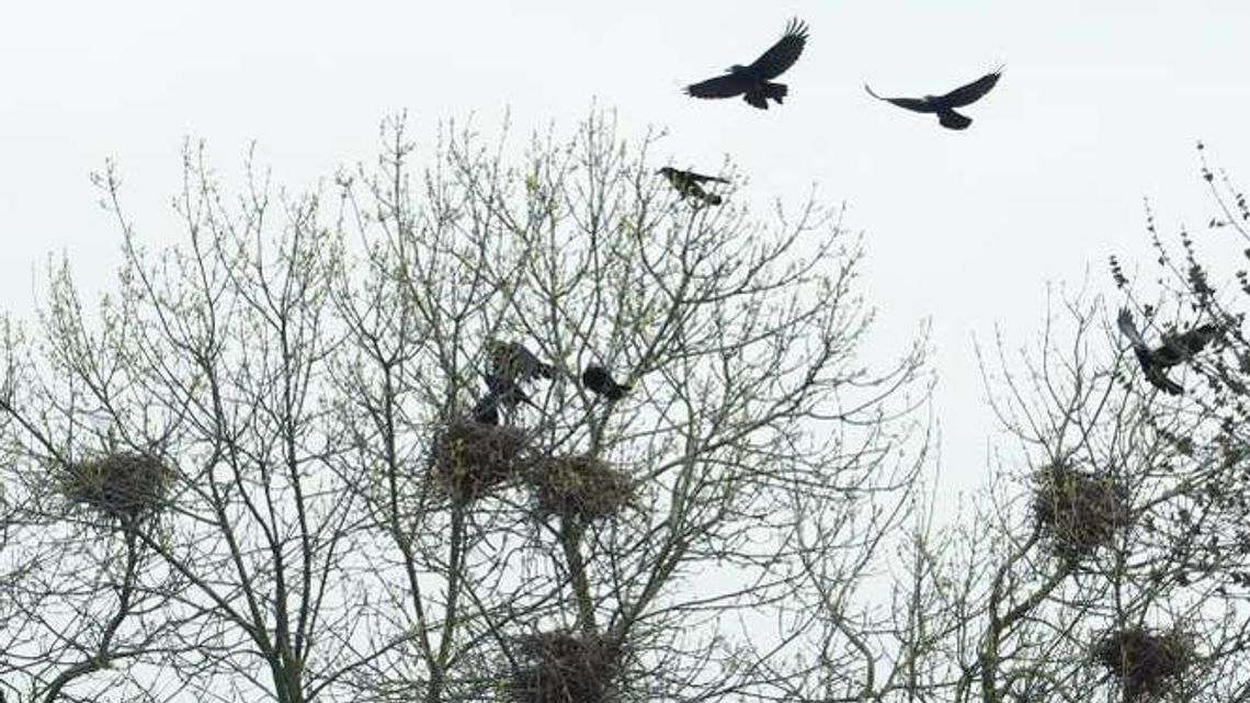 Ptasie odchody na placu zabaw. Radny pisze o "zagrożeniu sanitarnym" Ptasie odchody na placu zabaw. Radny pisze o "zagrożeniu sanitarnym"
