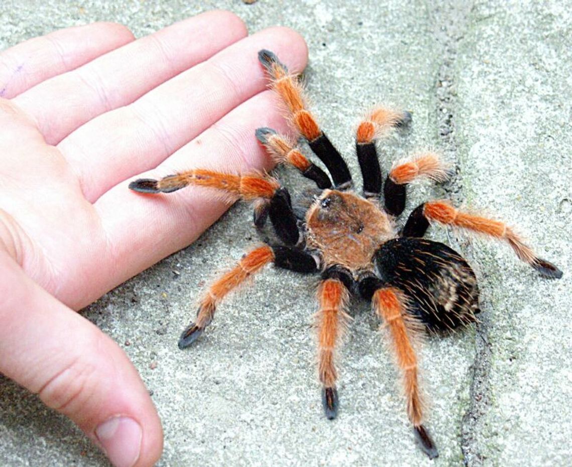 Ptasznik na spacerze Ptasznik na spacerze