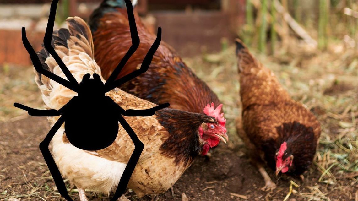 Ptaszyniec u kur- skuteczne metody zwalczania Ptaszyniec u kur- skuteczne metody zwalczania