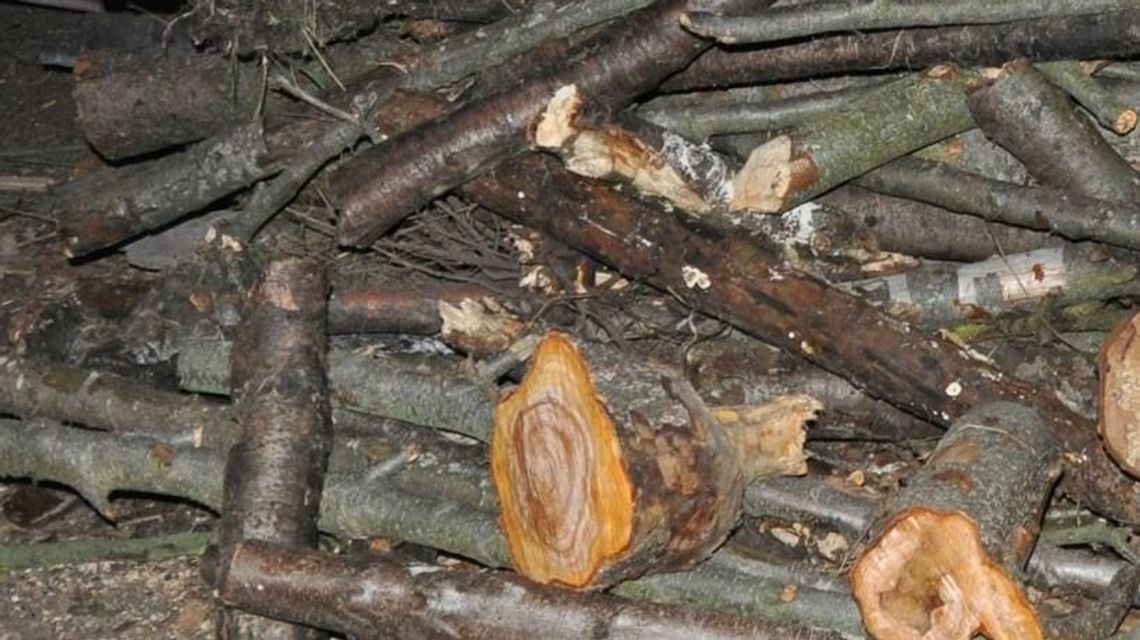 Puchaczów: Kradł drzewo z prywatnego lasu