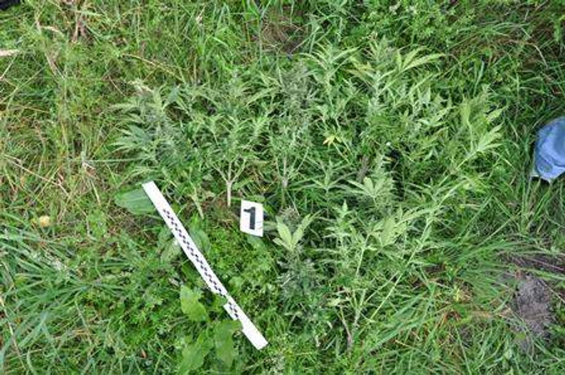 Puchaczów: Plantacja konopi na opuszczonej posesji