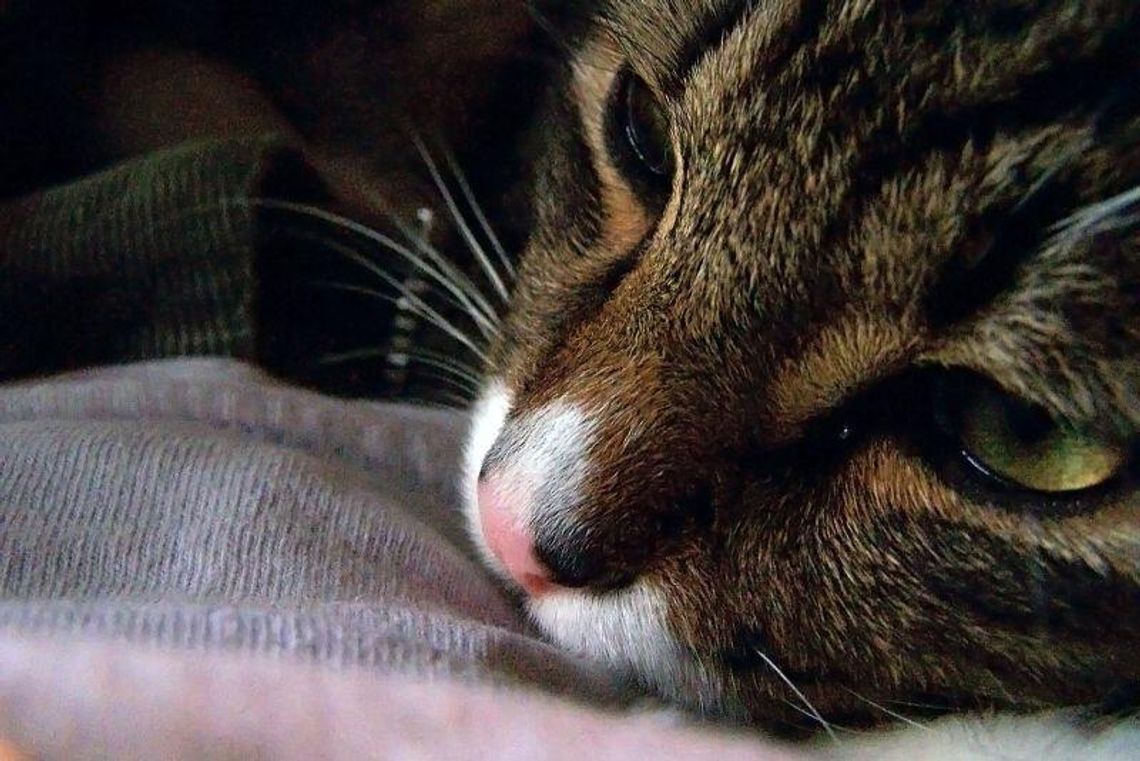 Pułankowice: Wycieńczone psy i kot konały z głodu Pułankowice: Wycieńczone psy i kot konały z głodu