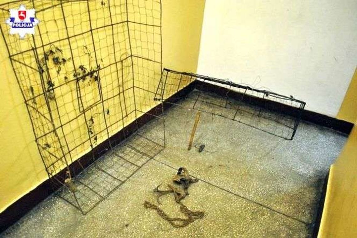 Pułapka na plantacji malin poważnie zraniła psa. Kłusownik zatrzymany