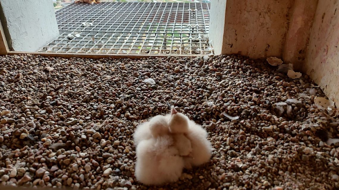 Puławska rodzina sokołów się powiększyła Puławska rodzina sokołów się powiększyła