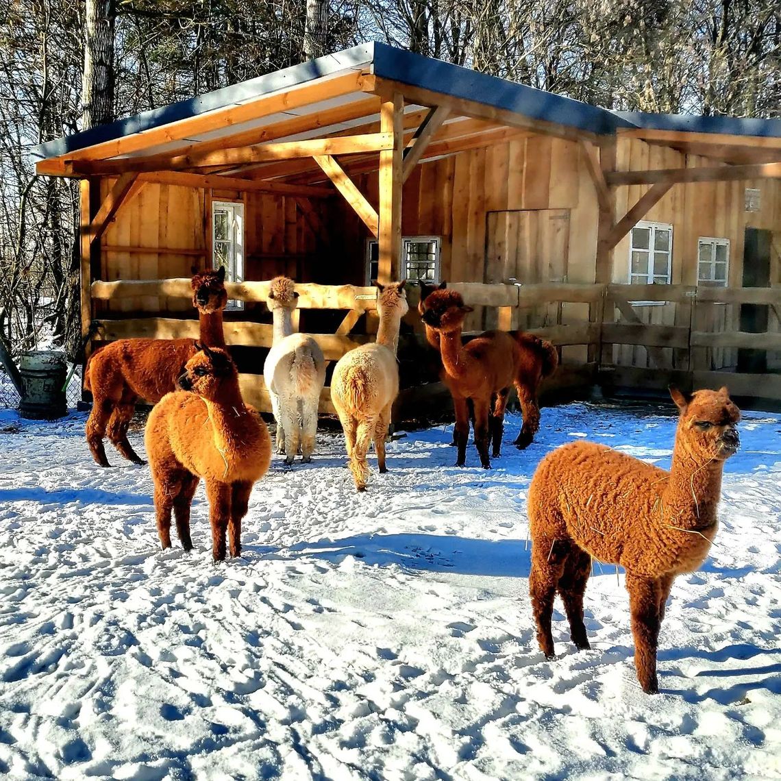 Puławskie konkursy rozstrzygnięte. Kto dostanie powiatowe dotacje?