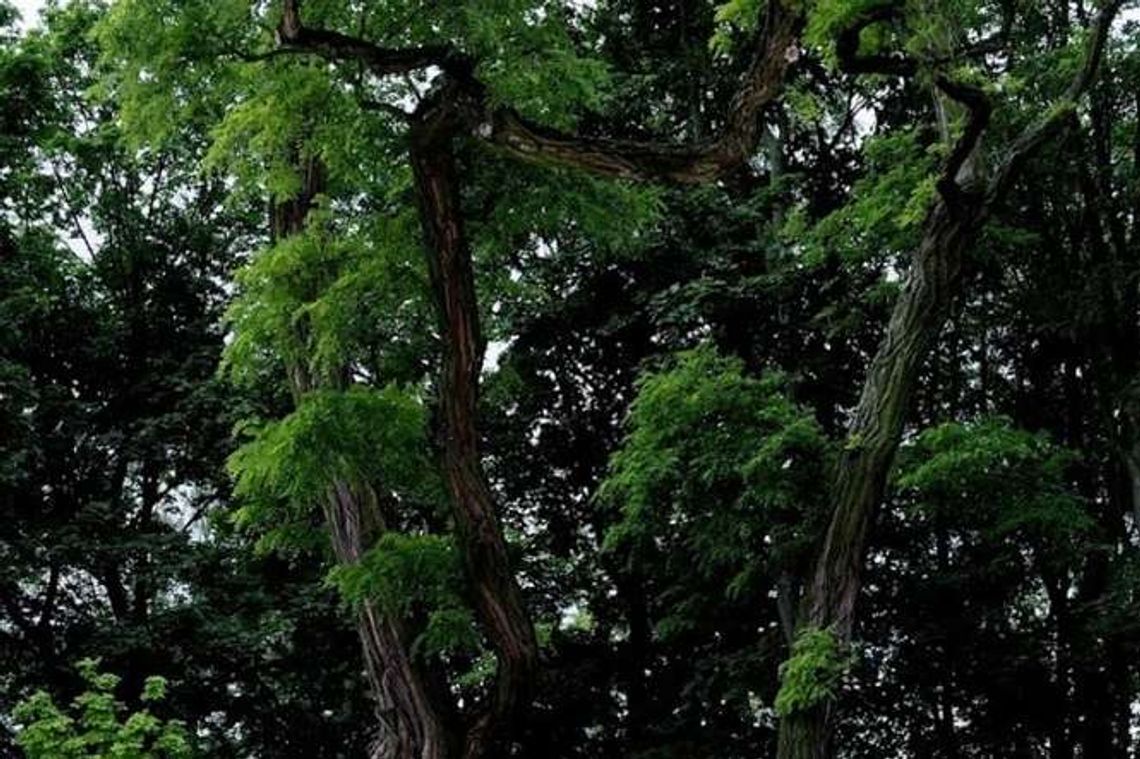 Puławy: 25 tys. zł na zieleń