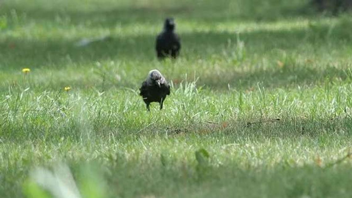 Puławy: Będzie ładniej na osiedlu