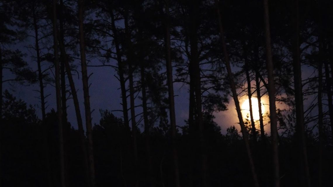 Puławy: Ciągnął za nogę przez las i próbował udusić, bo „poświęcała mu za mało czasu”