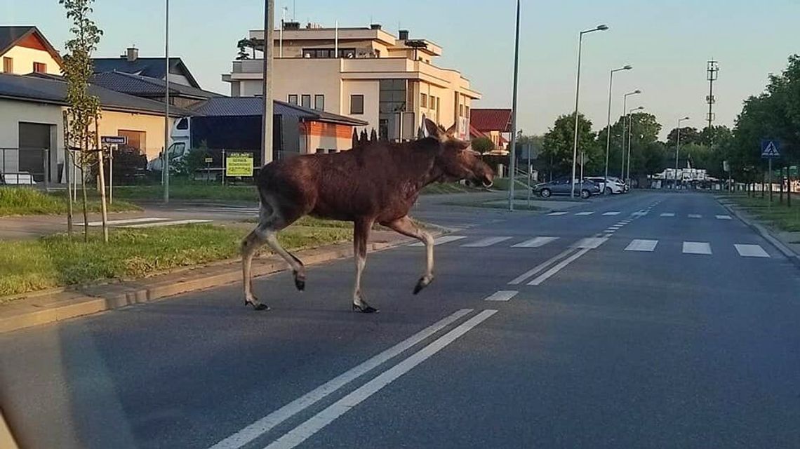 Puławy jak "Przystanek Alaska". Po mieście spacerował łoś