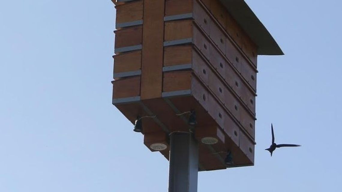 Puławy: Jerzyki dostaną nowe domki