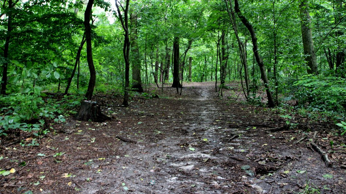 Puławy: Koniec poszukiwań zaginionego mężczyzny. Znaleziono go w lesie