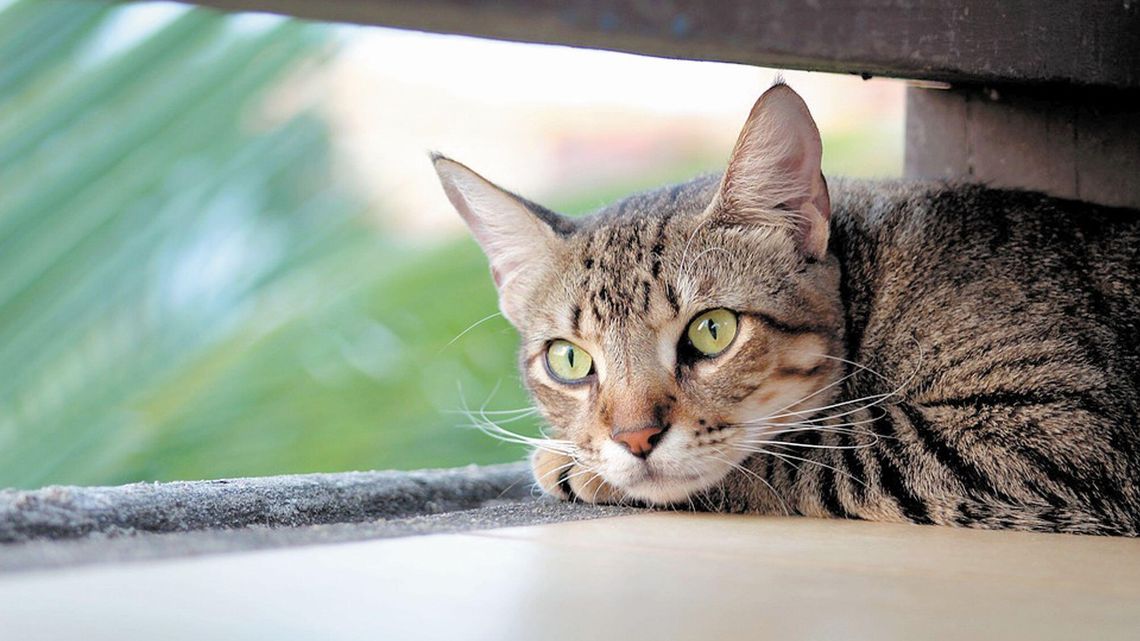 Puławy: Koty znajdą nowy dom. Co z człowiekiem?