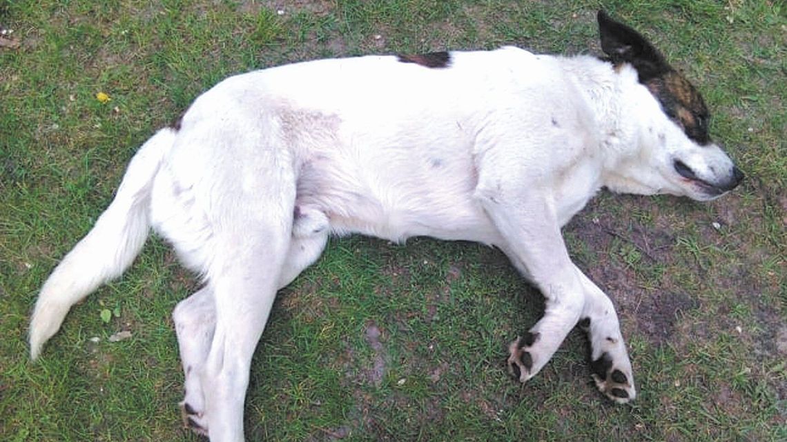 Puławy: Kto strzelał do labradora?