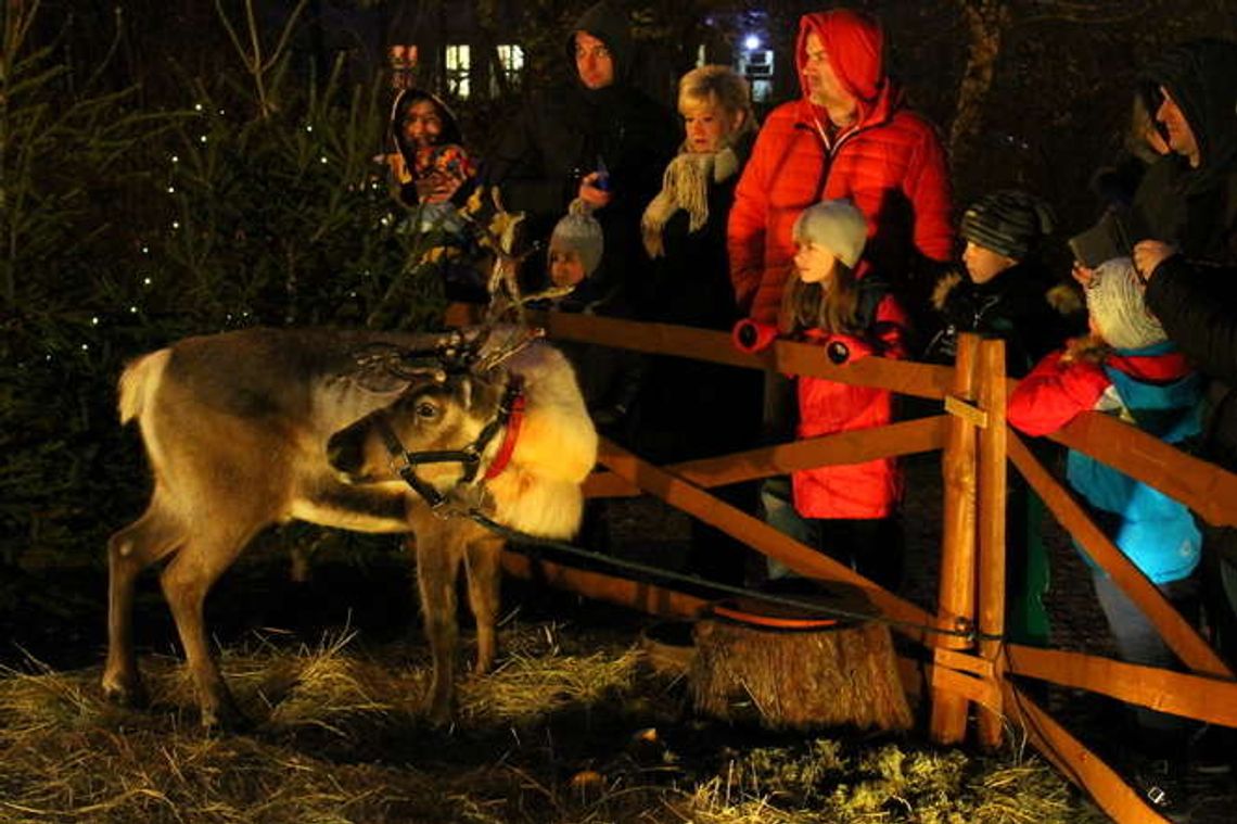 Puławy: Labirynt zaświecił, są też renifery [zdjęcia]