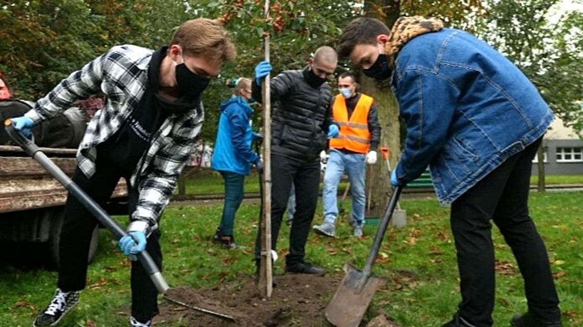 Puławy. Leśnicy rozdają sadzonki Puławy. Leśnicy rozdają sadzonki