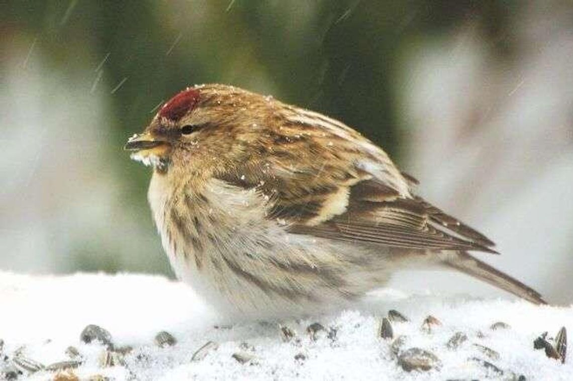 Puławy: Liczenie ptaków w Parku Czartoryskich