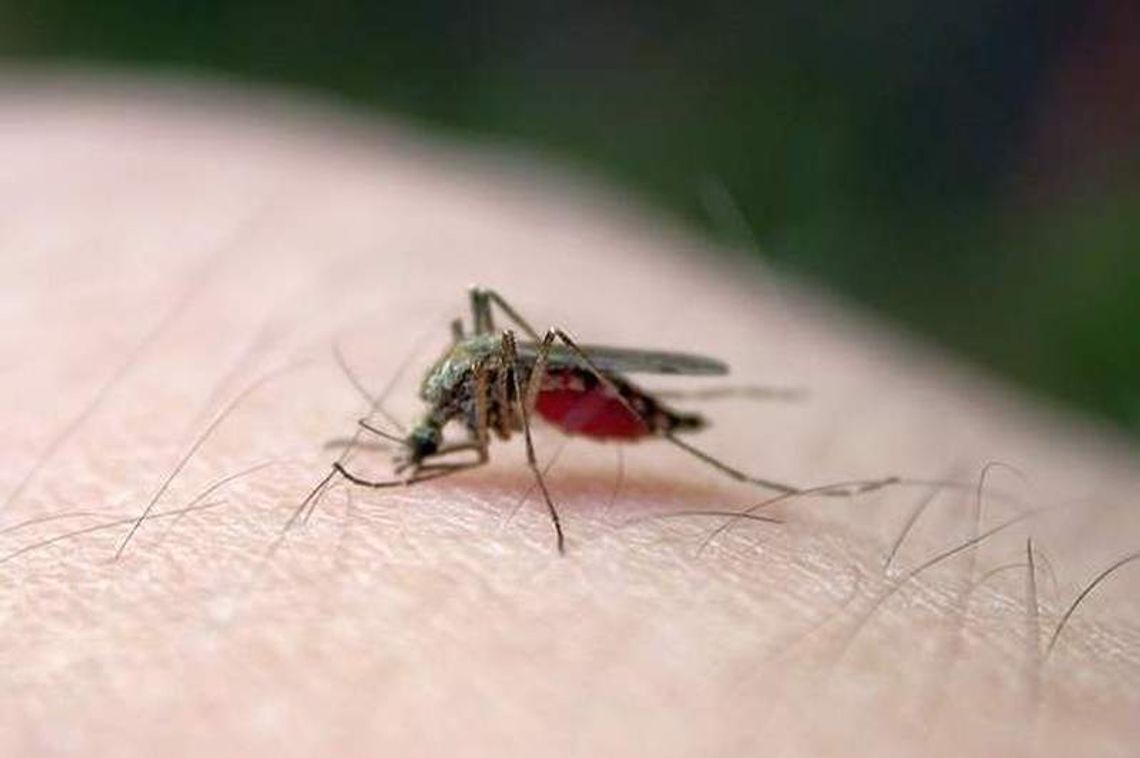 Puławy mają budżet. Za mało wydadzą na odkomarzanie?