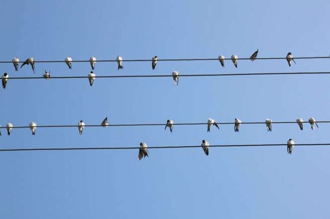 Puławy: Niedzielne ptakoliczenie