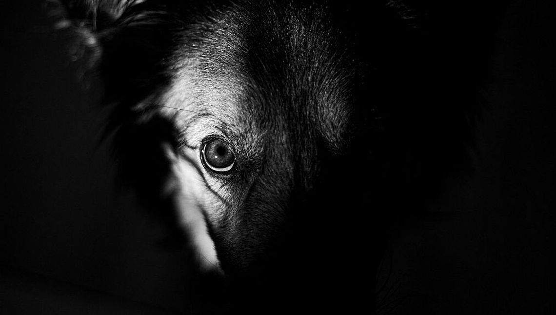 Puławy. Pies miał go uchronić przez zatrzymaniem