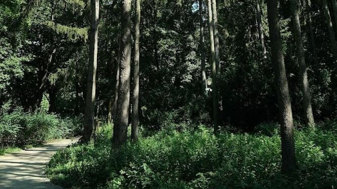 Puławy. Policja szukała jej dwa dni i prosiła grzybiarzy o pomoc