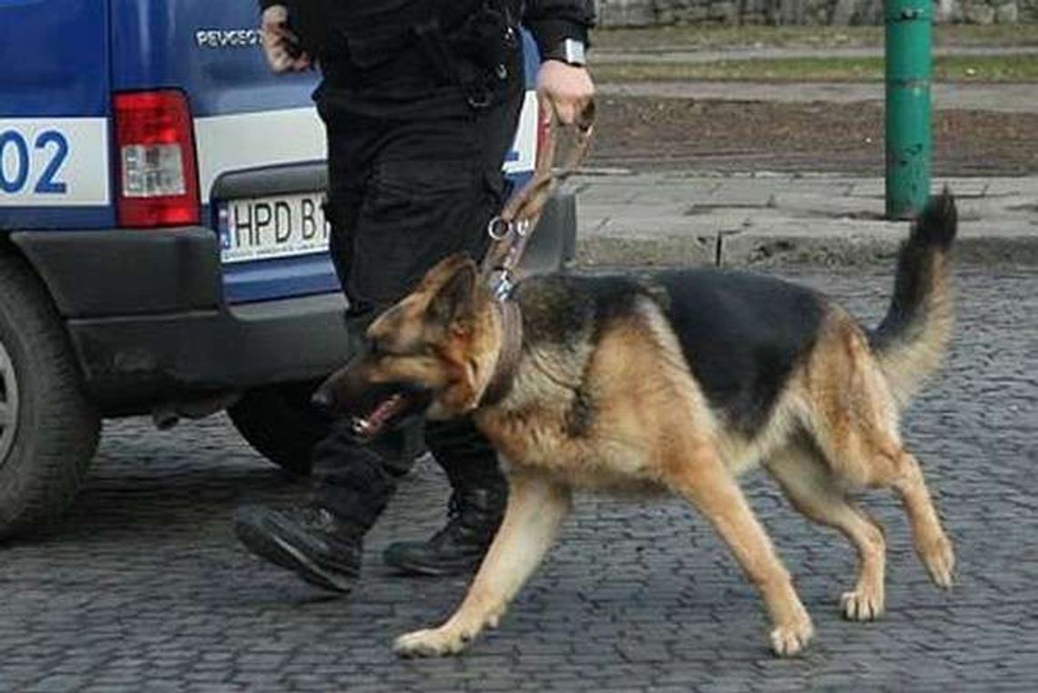 Puławy: Policja zadba o swoje psy, pomoże miasto