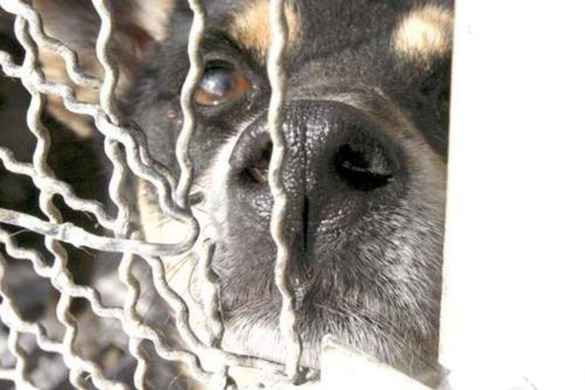 Puławy: Powstanie schronisko dla bezdomnych zwierząt. Za 1,5 mln zł