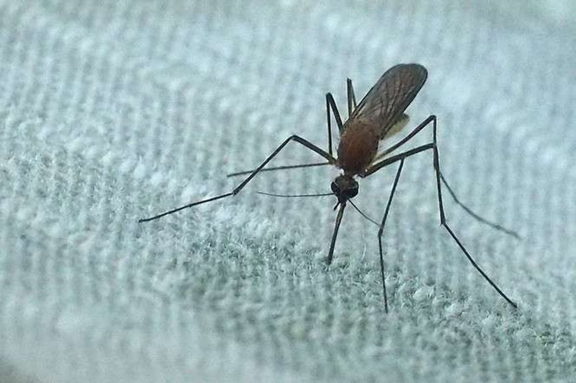 Puławy: Rusza odkomarzanie, gdzie będą opryski?