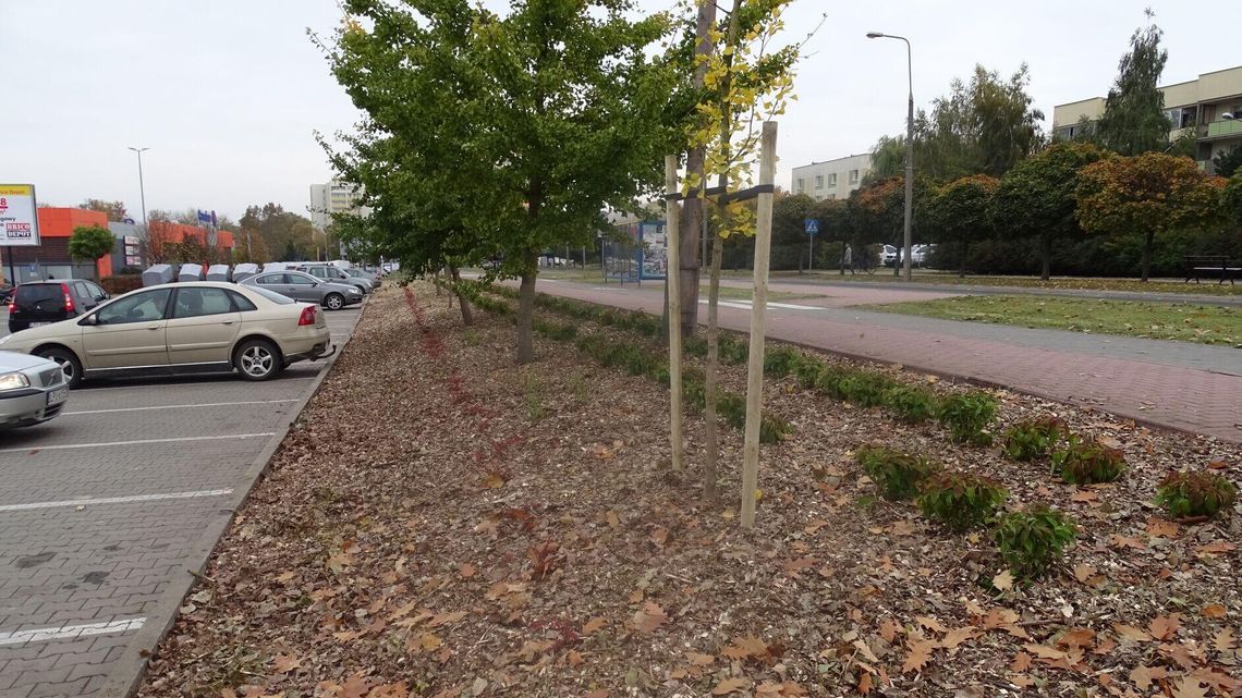 Puławy. Sadzą drzewa i krzewy. Tysiące nowych roślin