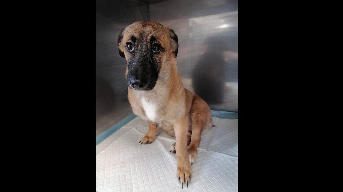 Puławy. Sąsiedzi usłyszeli skowyt psa "Jak można bić, katować, wyżywać się na czującej istocie?" 