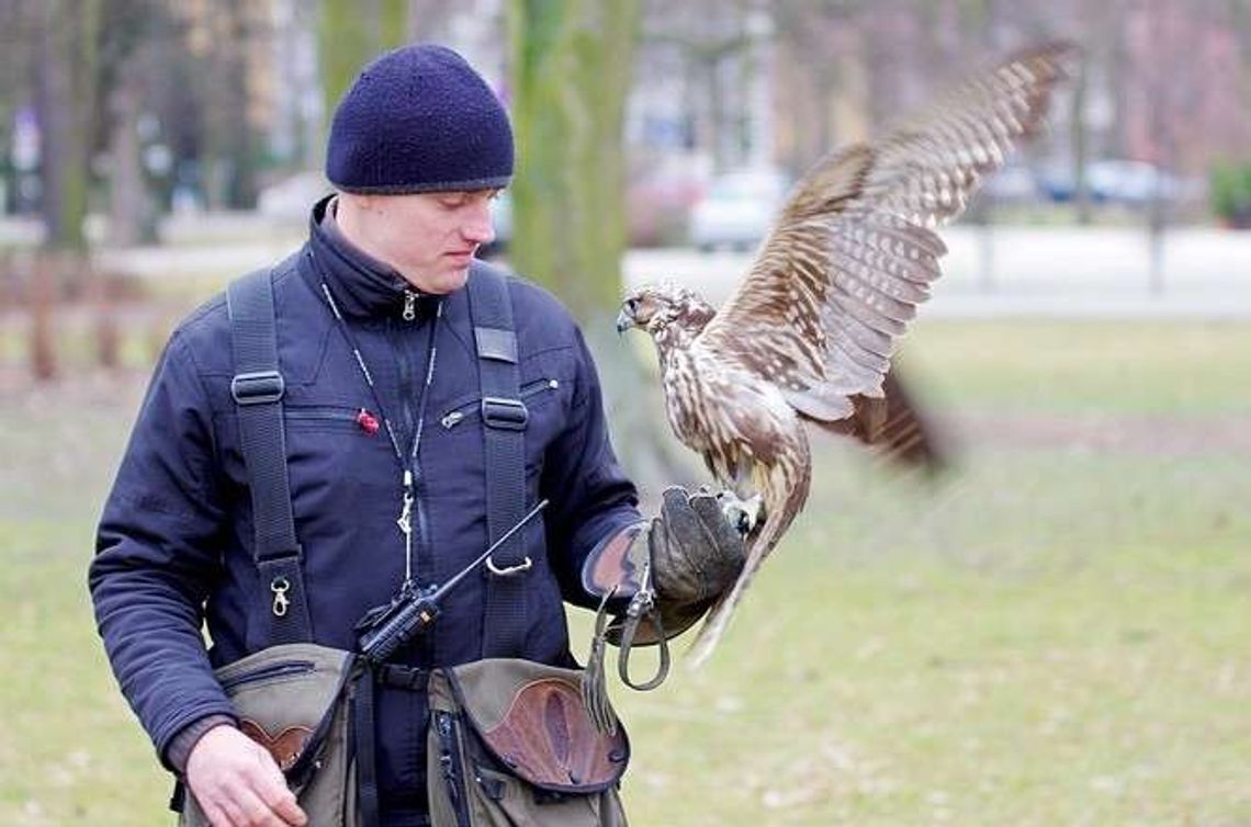 Puławy: Sokoły kończą akcję Puławy: Sokoły kończą akcję