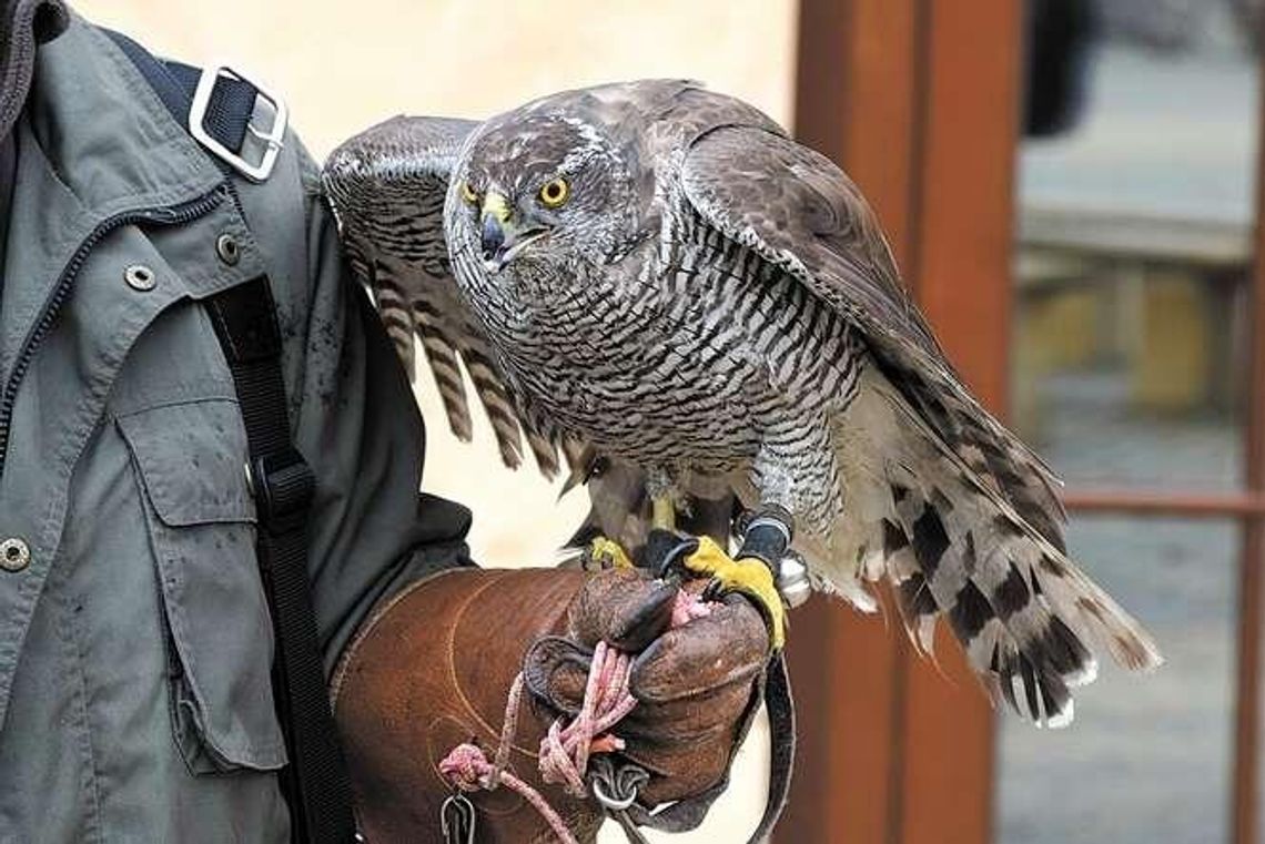 Puławy: Sokoły znów mają robotę na Skwerze Niepodległości