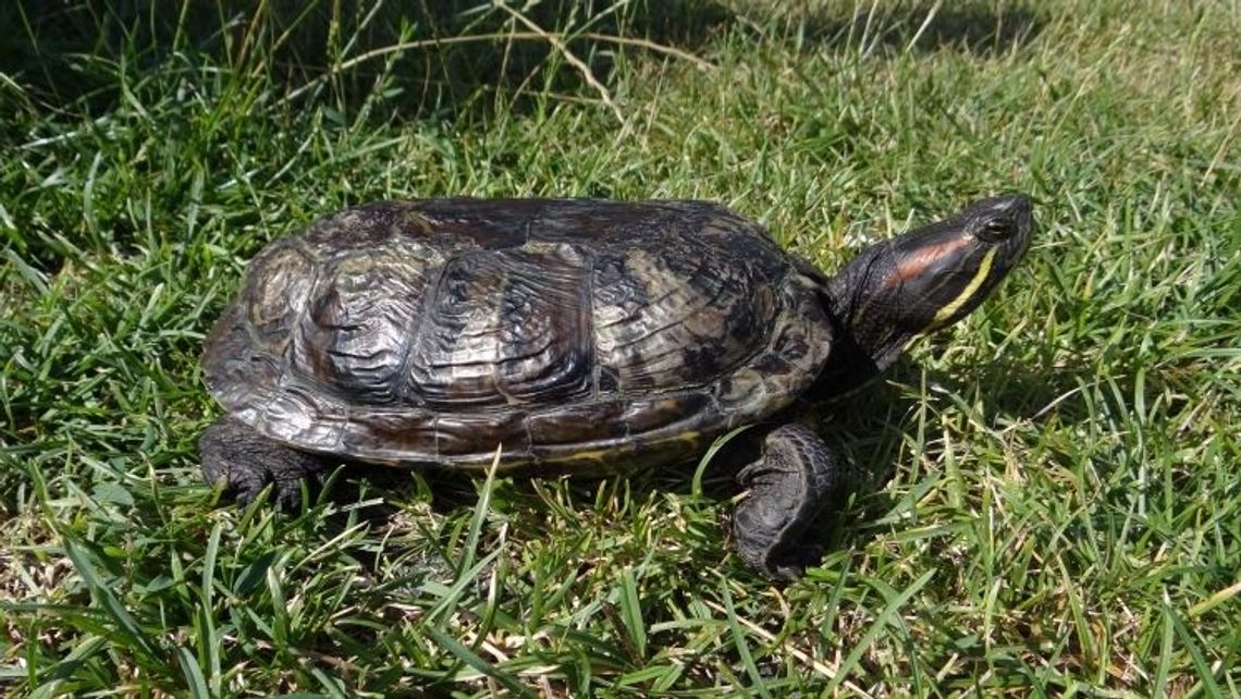 Puławy: Takie żółwie mogą narobić kłopotów