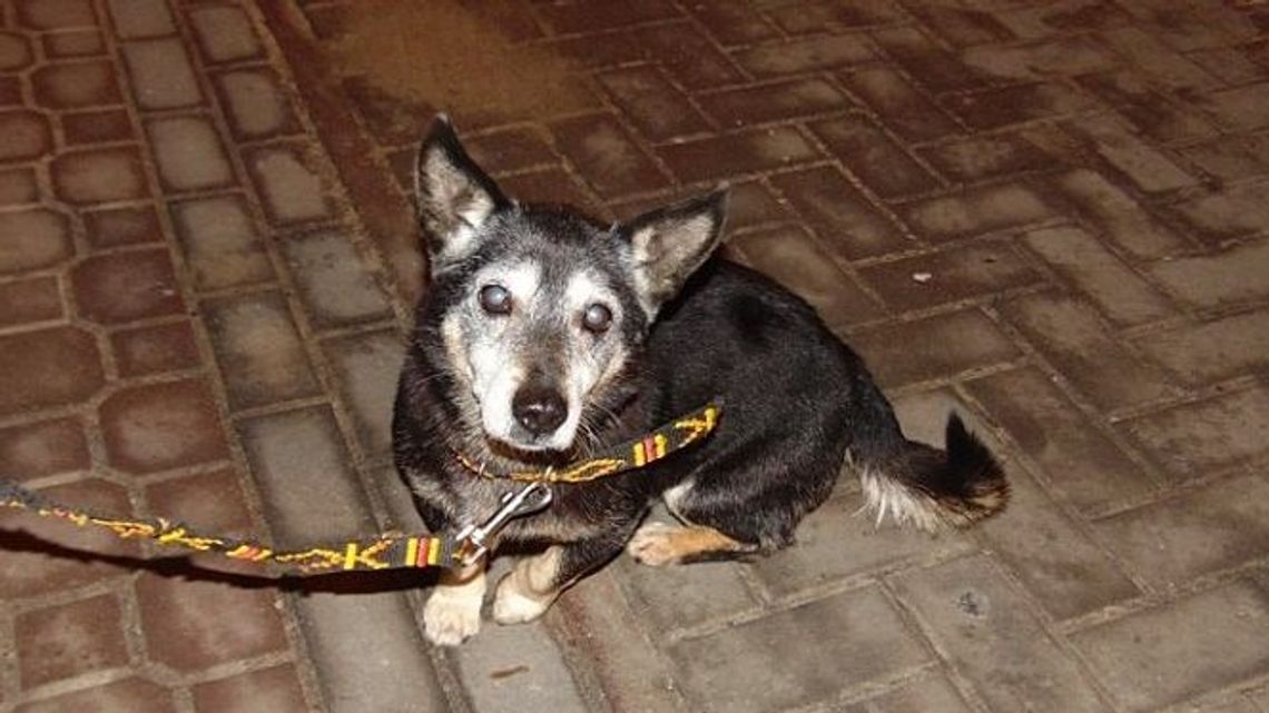 Puławy: Ten pies zaginął 31 grudnia