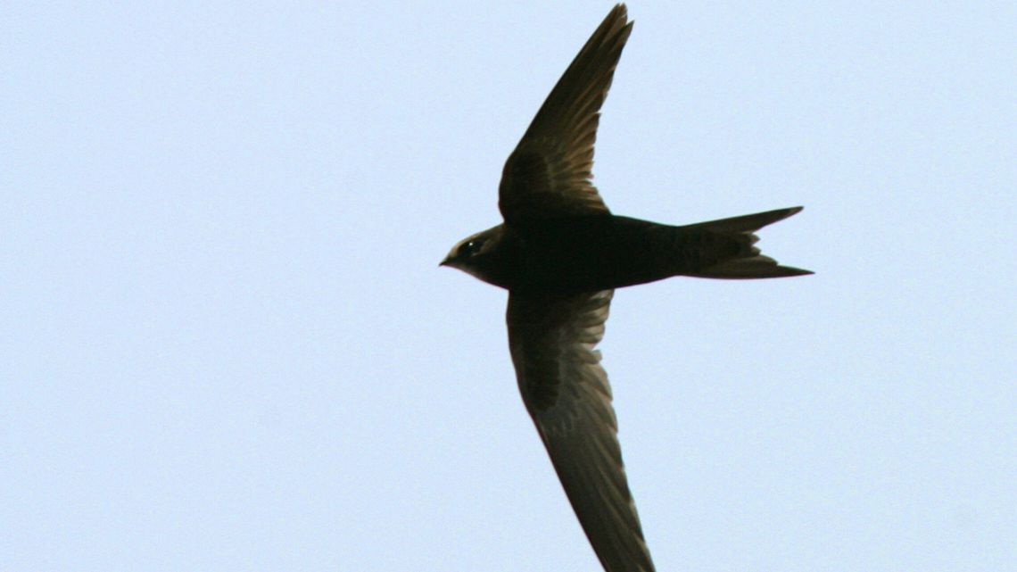 Puławy: Zabierz domek dla jerzyka