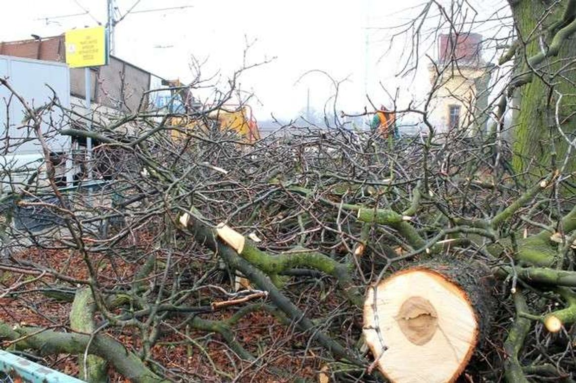 Puławy: Znikają drzewa na stacji kolejowej