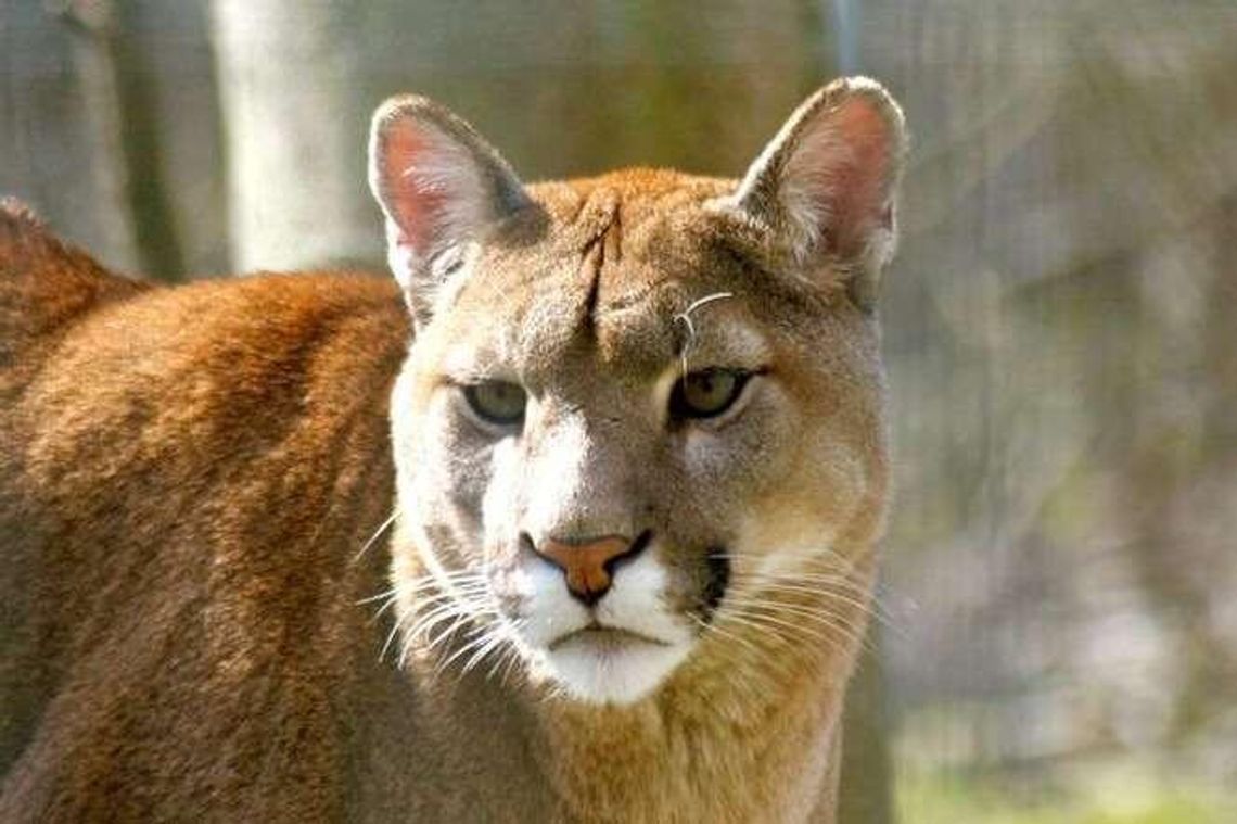 Puma w lasach w okolicach Białej Podlaskiej? Leśnik: To był szok, niedowierzanie i duża dawka adrenaliny