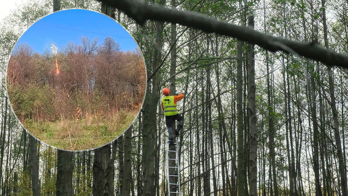 Puścili prąd, a drzewa stanęły w ogniu. Mieszkańcy wsi pod Lublinem boją się o swoje bezpieczeństwo