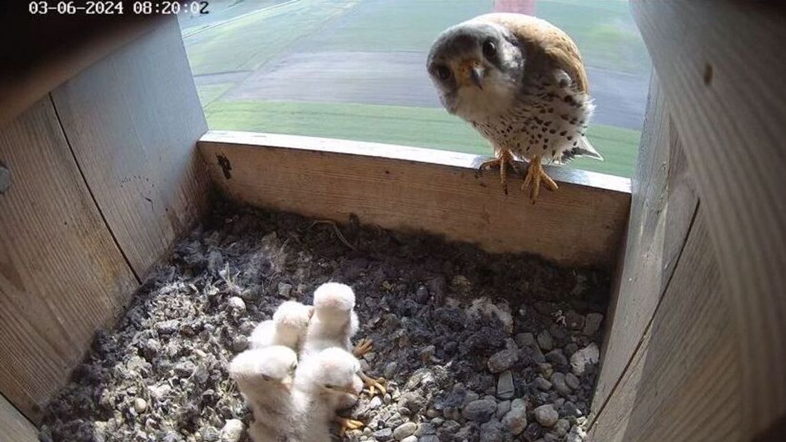 Pustułki polubiły Chełm. Jest ich coraz więcej