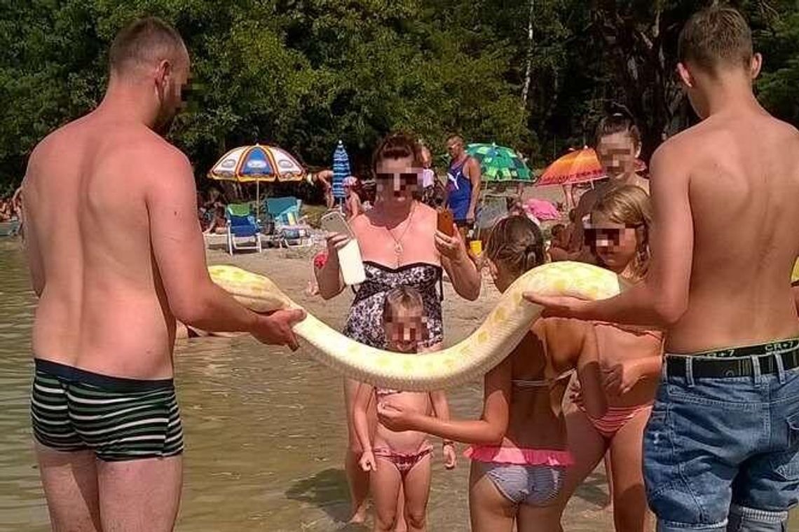 Pyton na plaży w Okunince. Wąż pływał w jeziorze i pełzał po piasku, głaskały go dzieci (zdjęcia) Pyton na plaży w Okunince. Wąż pływał w jeziorze i pełzał po piasku, głaskały go dzieci (zdjęcia)