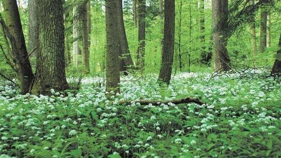 Quiz: Ile wiesz o polskiej przyrodzie?