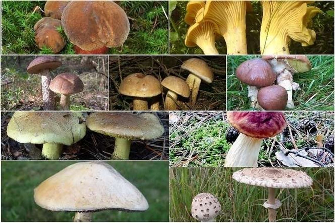 Quiz: jak dobrze znasz się na grzybach?