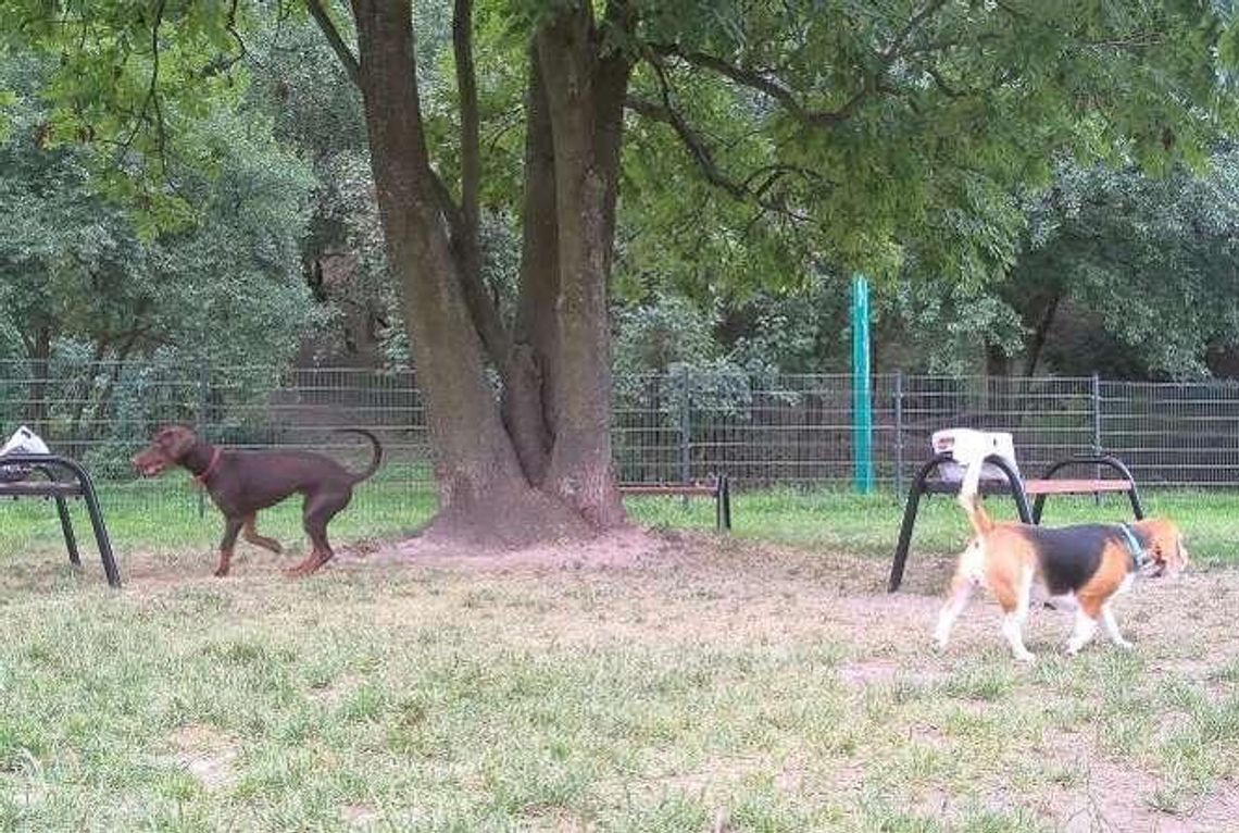 Radna interweniuje. Ogrodzą drzewo na... wybiegu dla psów. Żeby go nie obsikały