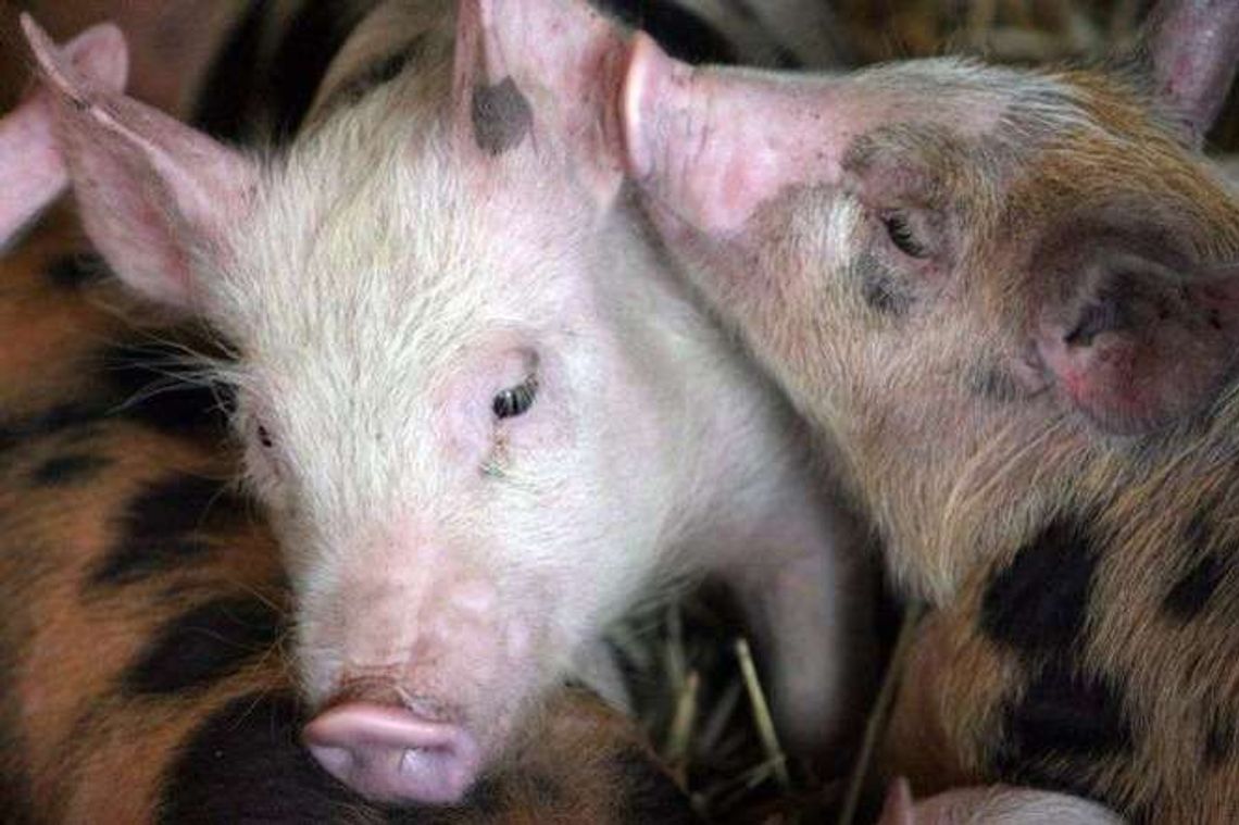 Radna o odstraszaniu uchodźców: Urządźmy wybieg świń wzdłuż granicy gminy