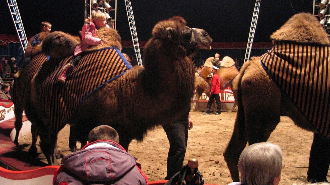 Radni Białej Podlaskiej zdecydowali: Jeśli cyrk, to bez zwierząt 